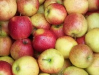 jablko 01